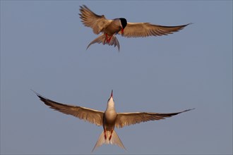 Common Tern (Sterna hirundo), pair in mating flight, Lower Saxon Wadden Sea National Park, East