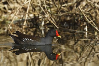 Common moorhen (Gallinula chloropus), animal swimming in water, study in biotope, Lower Saxony