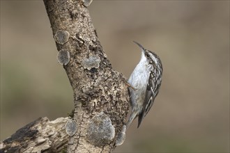 Garden treecreeper at the feeder, Upper Austria, Austria, Europe