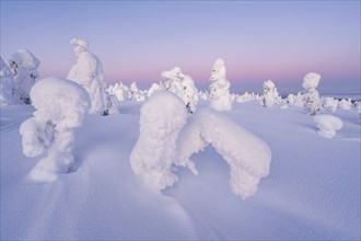 Snowed-in trees, winter landscape, Riisitunturi National Park, Posio, Lapland, Finland, Europe