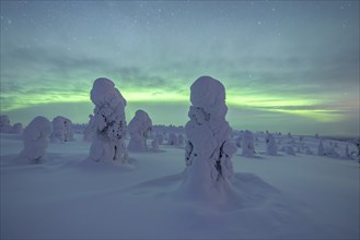 Northern Lights over Snowed-in Trees, Winter Landscape, Riisitunturi National Park, Posio, Lapland,