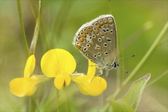 Common blue butterfly (Polyommatus icarus) sitting on clover blossom, Hesse, Germany, Europe