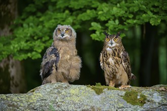 Eurasian eagle-owl (Bubo bubo), adult with young bird sitting vigilantly on rock at the edge of a