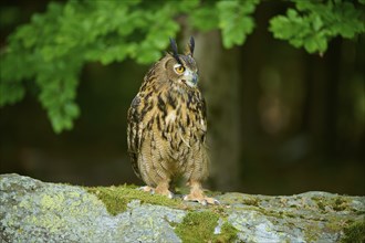 Eurasian eagle-owl (Bubo bubo), adult, sitting alertly on rock at the edge of the forest, Bohemian