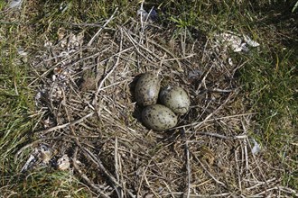 Black-headed Black-headed Gull (Chroicocephalus ridibundus), clutch of three eggs, hatching of the