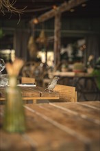 Small bird in beach bar on table, Zandvoort, Netherlands