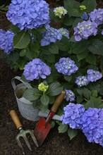 Flowering blue hydrangea (Hydrangea macrophylla) with garden tools