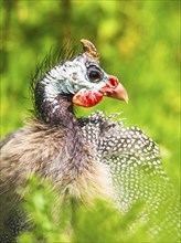 Portrait of Helmeted Guinea Fowl (Numida meleagris)