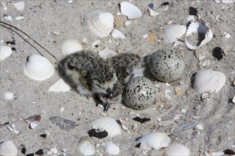 Ringed Plover (Charadrius hiaticula), clutch on the beach, search image, well camouflaged on the