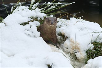 European otter (Lutra lutra), in the snow, winter, captive, Germany, Europe