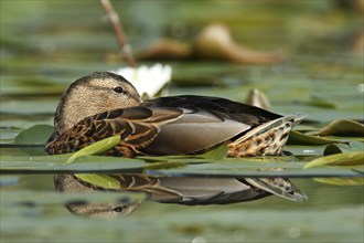 Mallard (Anas platyrhynchos), resting in the water between water lilies, Peene Valley River