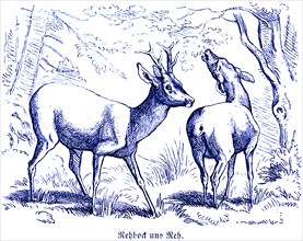 Roebuck and roe deer, Hubertus hunting and hunting scenes, wild animals, Two roe deer, antlers,