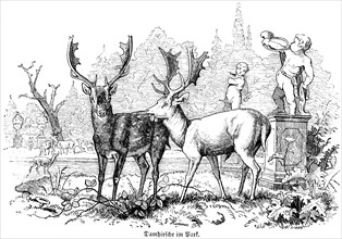 Two fallow deer in the park, Hubertus hunting, hunting scenes, antlers, castle park, statues, wild