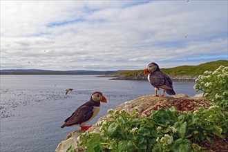 Panoramic picture with 2 puffin (Fratercula arctica) in front, flowers, birds on the water in the