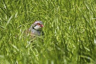 Red-legged partridge (Alectoris rufa), French partridge hidden in high grass in meadow, grassland