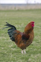 Cock, Rooster (Gallus gallus domesticus) at poultry farm