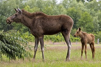 Eurasian cow elk with moose (Alces alces) calf captive in Sababurg Zoo, Hofgeismar, Reinhardswald,