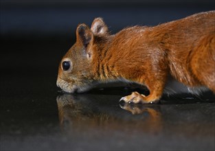 Eurasian red squirrel (Sciurus vulgaris), drinking water from puddle, Stuttgart, Baden-Württemberg,