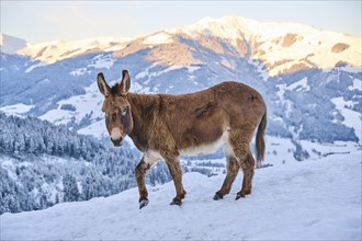 Domestic donkey (Equus asinus asinus) on a snowy meadow in the mountains in tirol at sunrise,