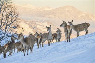 Red deer (Cervus elaphus) pack on a snowy meadow in the mountains in tirol, standing, Kitzbühel,