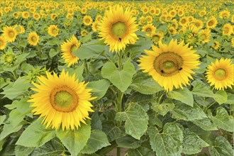 Sunflower (Helianthus annuus) Sunlight, blossom, summer feeling, blossoming sunflower field, Middle