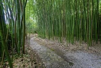 Path through bamboo garden, bamboo grove, boschetto di bambÃ¹, park or garden of Villa Garzoni,