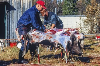 Slaughter of a reindeer bull by a sami people at autumn in the north of Sweden, Kvikkjokk, Lapland,