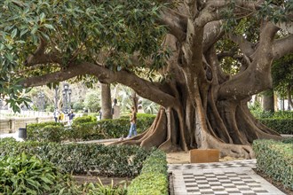 Giant rubber tree in the Jardines de Alameda Apodaca park, Cadiz, Andalusia, Spain, Europe