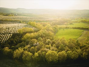 Blooming apple orchards in Wittgensdorf