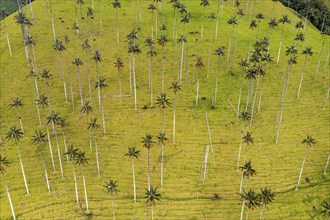 Wax palms largest palms in the world, Cocora valley, Unesco site coffee cultural landscape,