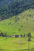 Wax palms largest palms in the world, Cocora valley, Unesco site coffee cultural landscape,