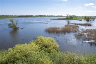 Elbe meadows, floodplain landscape, UNESCO Biosphere Reserve ELBE River Landscape, back of Dömitz,