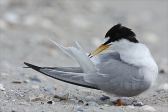 Little Tern (Sternula albifrons), grooming its feathers on the beach, Lower Saxony Wadden Sea