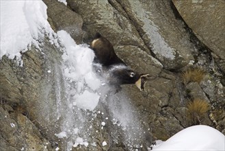 Chamois (Rupicapra rupicapra) coming down sheer rock face in the snow in winter, Gran Paradiso