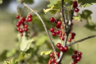 Rote Johannisbeeren an einen Johannisbeerstrauch 12.07.2023