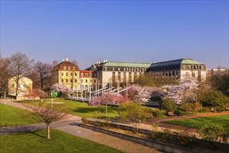 Spring on the Königsufer in Dresden