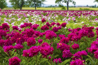 Peony fields near Pirna