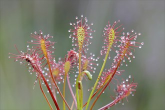 Oblong-leaved sundew (Drosera intermedia), Aschendorfer Obermoor nature reserve, Wildes Moor,