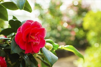 Zuschendorf Country Castle Camellia Show