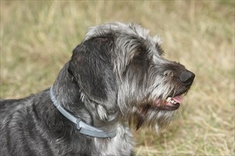 Dachshund Shih Tzu mix (Canis lupus familaris), male 4 years, Portraet, North Rhine-Westphalia,