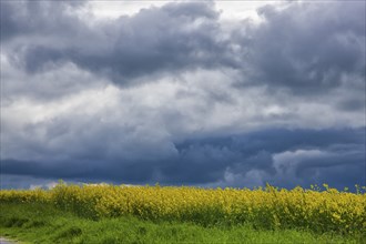 Rape fields near Batzdorf in the district of Meissen