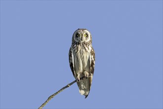 Short-eared owl (Asio flammeus) (Asio accipitrinus) perched in tree