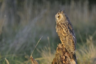 Long-eared owl (Asio otus), long eared owl perched on tree stump at forest's edge