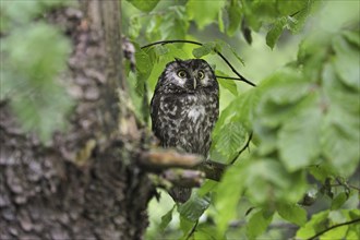 Tengmalm's owl (Aegolius funereus) perching in tree in woodland, Bavarian Forest, Germany, Europe