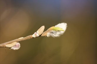 Eastern crack-willow (Salix euxina) pussy willow, detail, Upper Palatinate, Bavaria, Germany,