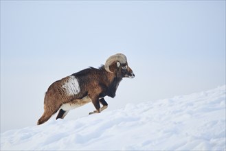 European mouflon (Ovis aries musimon) ram on a snowy meadow in the mountains in tirol, Kitzbühel,