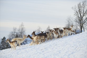 European fallow deer (Dama dama) does pack on a snowy meadow in the mountains in tirol, Kitzbühel,