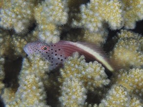 A black-sided hawkfish (Paracirrhites forsteri) seeks shelter in a stony coral (Acropora) at night,