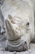 White rhinoceros (Ceratotherium simum), white rhino close-up portrait of male, native to eastern