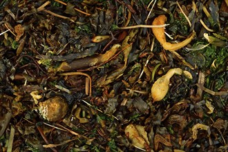 Seaweed and sea grass on the seashore, Vancouver Island, Canada, North America